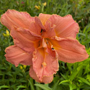 Double Blushing Cheeks Daylily